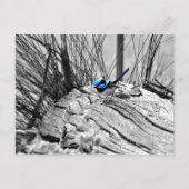 Superb Fairy Wren Blue Bird Briefkaart (Voorkant)