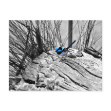 Superb Fairy Wren Blue Bird Briefkaart
