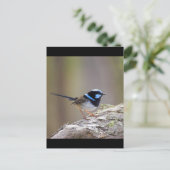 Superb Fairy-wren Briefkaart (Staand voorkant)