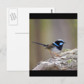 Superb Fairy-wren Briefkaart (Voorkant / Achterkant)