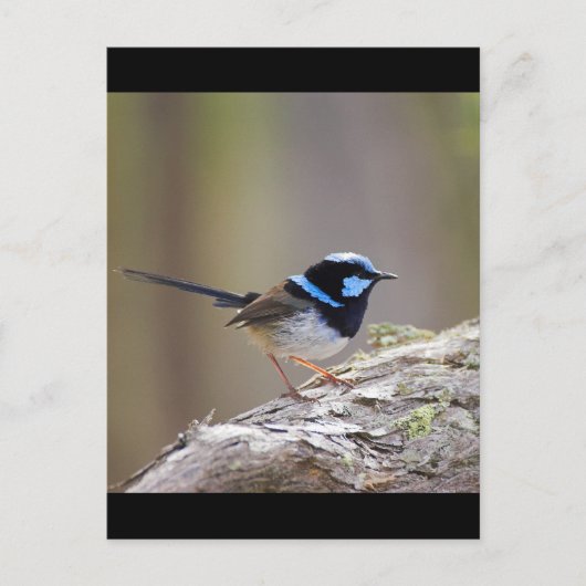 Superb Fairy-wren Briefkaart (Voorkant)