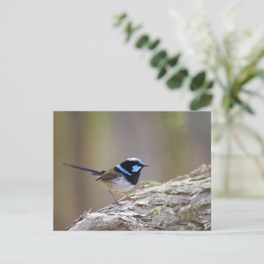 Superb Fairy-wren Briefkaart (Staand voorkant)