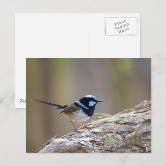 Superb Fairy-wren Briefkaart (Voorkant / Achterkant)