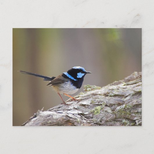Superb Fairy-wren Briefkaart (Voorkant)