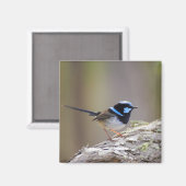 Superb Fairy-wren Magneet (Voorkant / Achterkant)