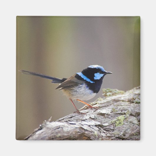 Superb Fairy-wren Magneet (Voorkant)