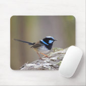 Superb Fairy-wren Muismat (Met muis)