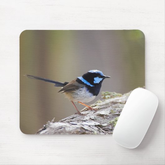 Superb Fairy-wren Muismat (Met muis)