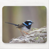 Superb Fairy-wren Muismat (Voorkant)