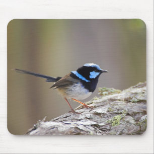Superb Fairy-wren Muismat