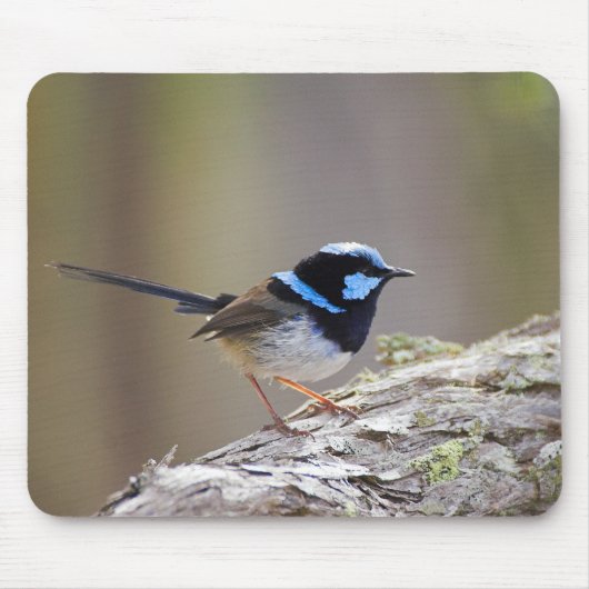 Superb Fairy-wren Muismat (Voorkant)