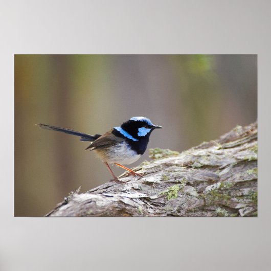 Superb Fairy-wren Poster (Voorkant)