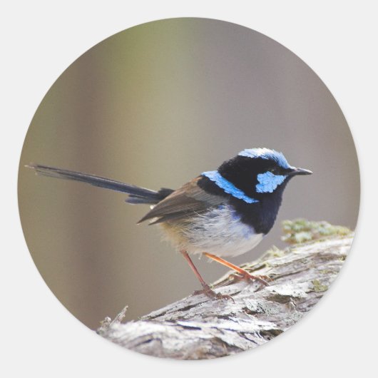 Superb Fairy-wren Ronde Sticker (Voorkant)