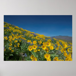 Superbloom met hoge woestijn poster