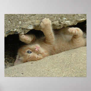 Superheld Kitty Kat Humor Poster