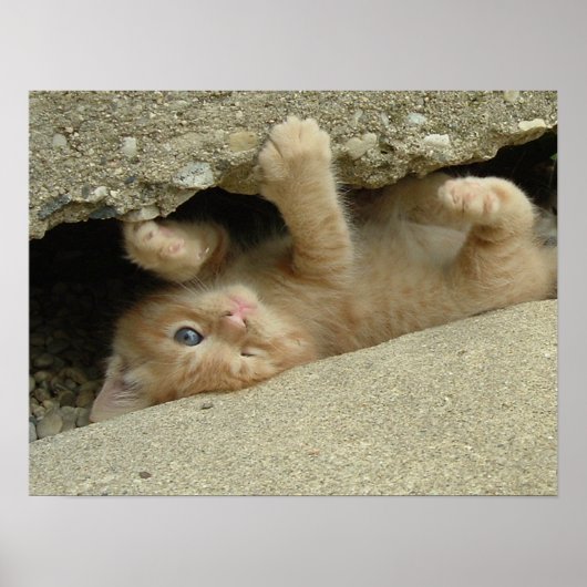 Superheld Kitty Kat Humor Poster (Voorkant)