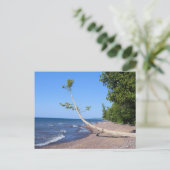 Superieur Briefkaart met eenzame bomen (Staand voorkant)