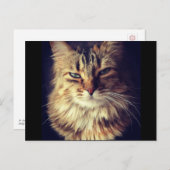 Superieur kattenbriefkaart voor postkruising briefkaart (Voorkant / Achterkant)