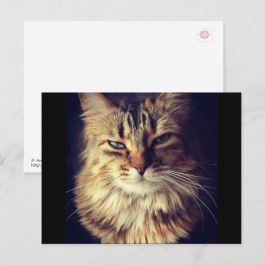 Superieur kattenbriefkaart voor postkruising briefkaart (Voorkant / Achterkant)