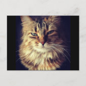 Superieur kattenbriefkaart voor postkruising briefkaart (Voorkant)