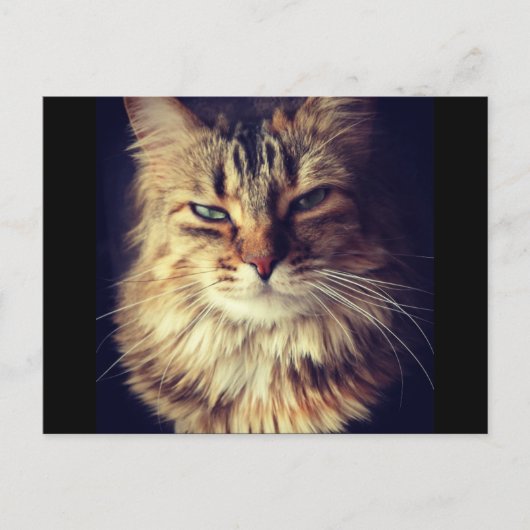 Superieur kattenbriefkaart voor postkruising briefkaart (Voorkant)