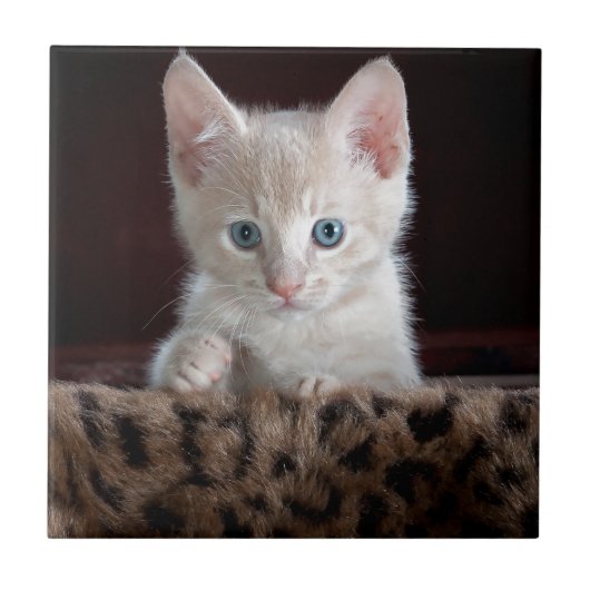 Supermooi Kitten met Mooie Ogen Tegeltje (Voorkant)