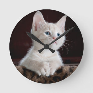 Superschattig Witte Kitten Ronde Klok