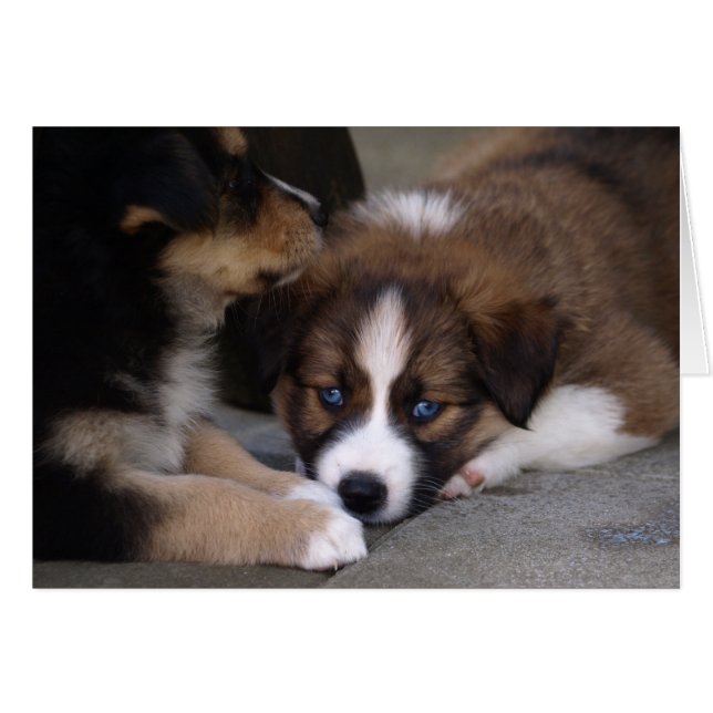 Superschattige Australische Herdershond Puppy (Voorkant Horizontaal)