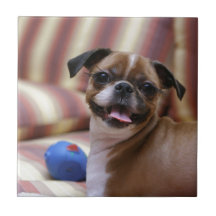 Superschattige hond met haar favoriete bal