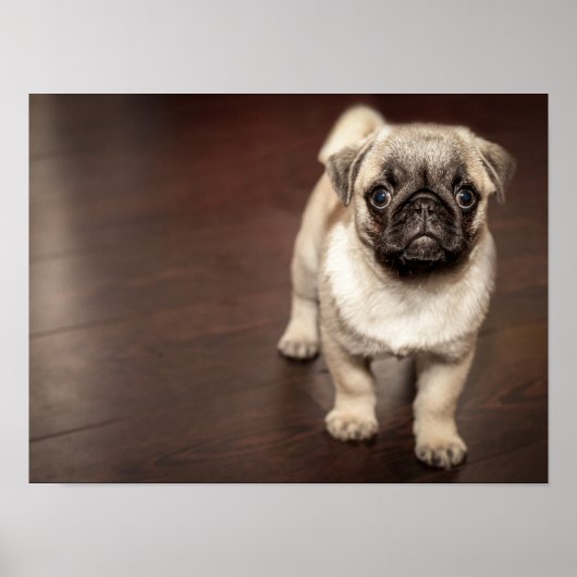 Superschattige Pug Poster (Voorkant)