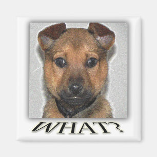 Superschattige puppy magnet