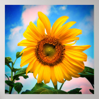 Superzonnebloem Poster