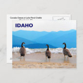 Surf omhoog! - Geese Briefkaart (Voorkant / Achterkant)