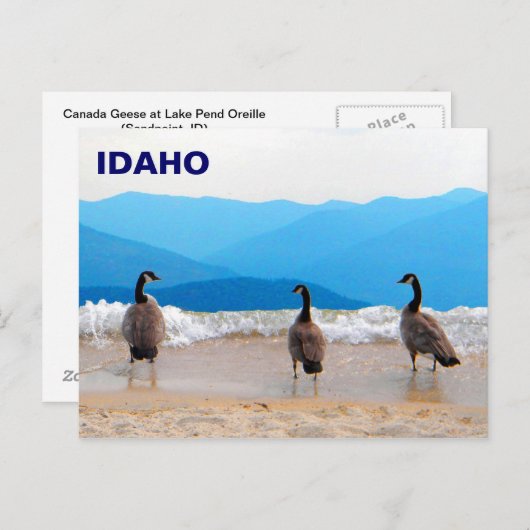 Surf omhoog! - Geese Briefkaart (Voorkant / Achterkant)