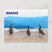 Surf omhoog! - Geese Briefkaart (Voorkant)