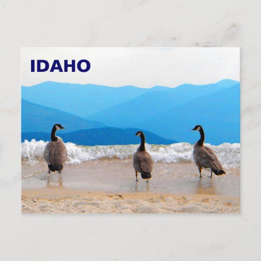 Surf omhoog! - Geese Briefkaart (Voorkant)