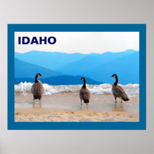 Surf omhoog! - Geese Poster