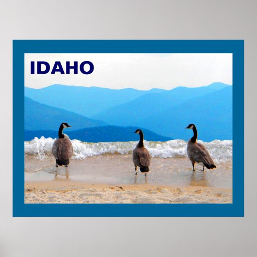 Surf omhoog! - Geese Poster (Voorkant)