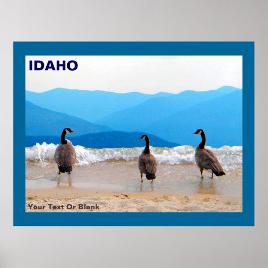 Surf omhoog! - Geese Poster (Voorkant)