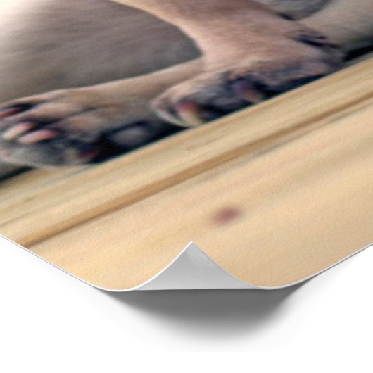 Surf Pug Poster (Hoek)