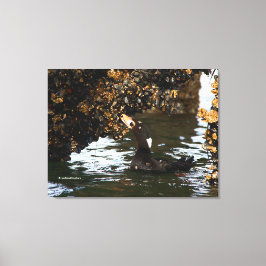 Surf Scoter die zich tegoed doet aan Mosselen en Z Canvas Afdruk