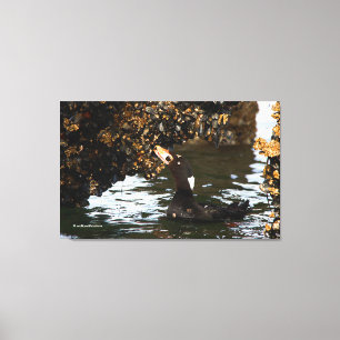 Surf Scoter Feasting Mussels and Barnacles Canvas Afdruk
