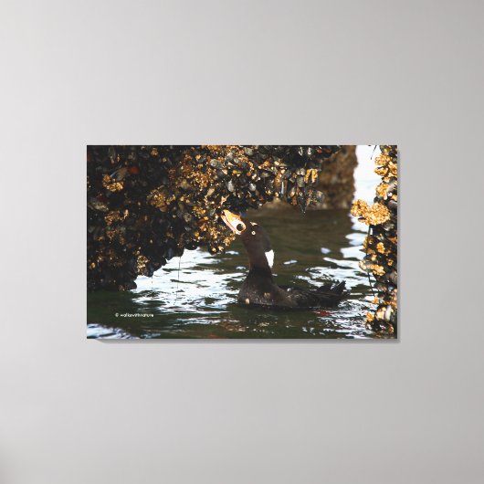 Surf Scoter Feasting Mussels and Barnacles Canvas Afdruk (Voorkant)