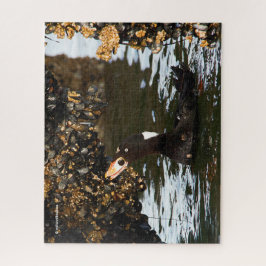 Surf Scoter Feasting Mussels and Barnacles Legpuzzel