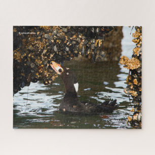 Surf Scoter Feasting Mussels and Barnacles Legpuzzel