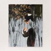 Surf Scoters Squabble over Barnacles en Mussels Legpuzzel (Verticaal)