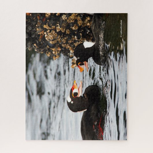 Surf Scoters Squabble over Barnacles en Mussels Legpuzzel (Verticaal)