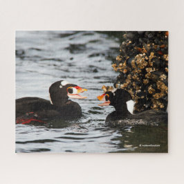Surf Scoters Squabble over Barnacles en Mussels Legpuzzel