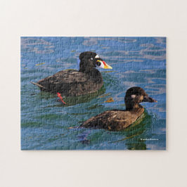 Surf van mannetjes en Vrouwen Schoter Eenden bij d Legpuzzel