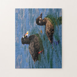 Surf van mannetjes en Vrouwen Schoter Eenden bij d Legpuzzel